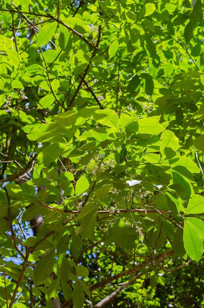 follaje verde para el fondo del concepto natural foto