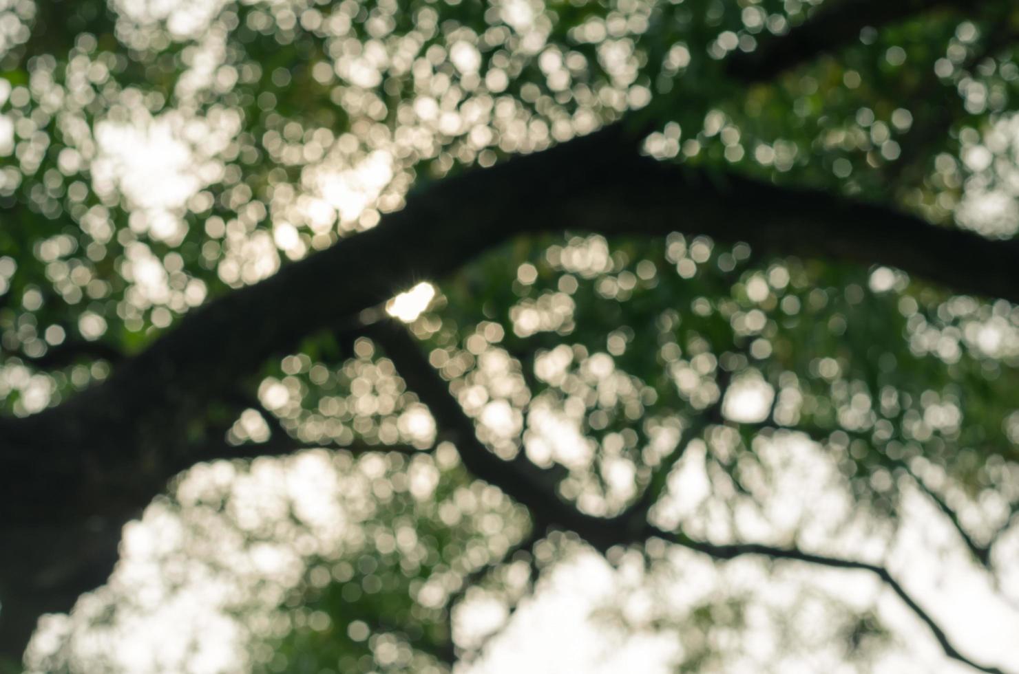 Blurry Bokeh of Foliage for Natural Concept Background photo