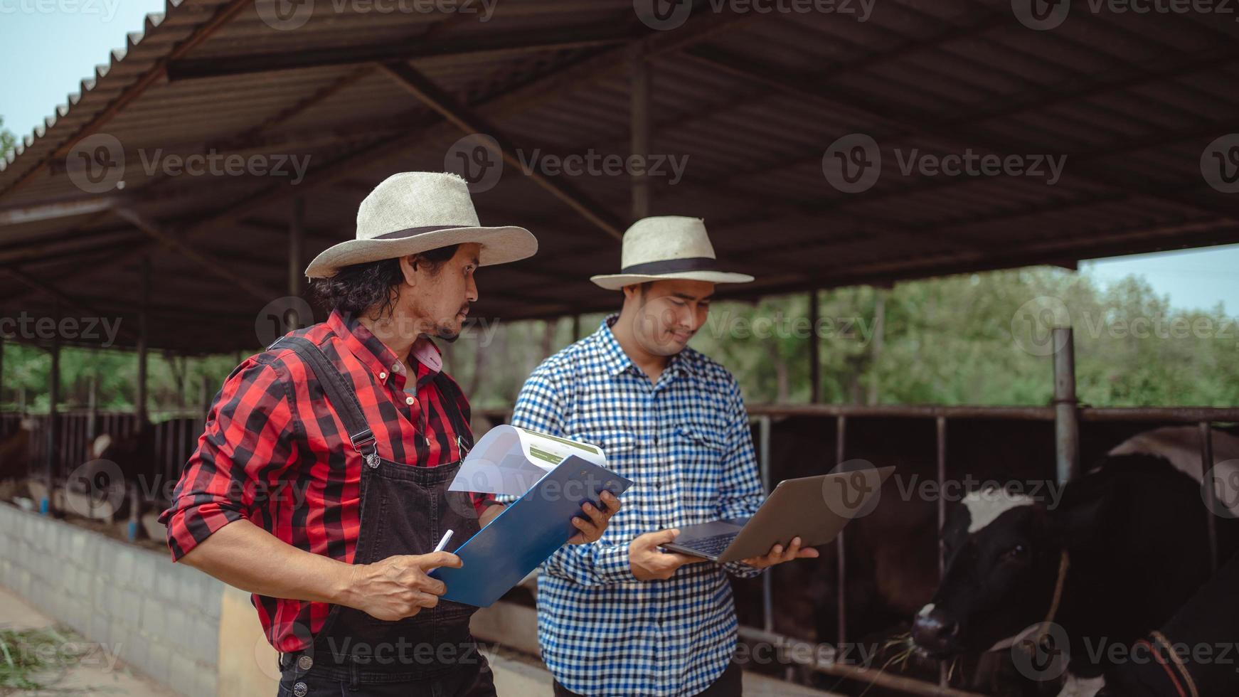 dos granjeros masculinos revisando su ganado y la calidad de la leche en la granja lechera. industria agrícola, concepto de agricultura y ganadería, vaca en la granja lechera comiendo heno, establo. foto