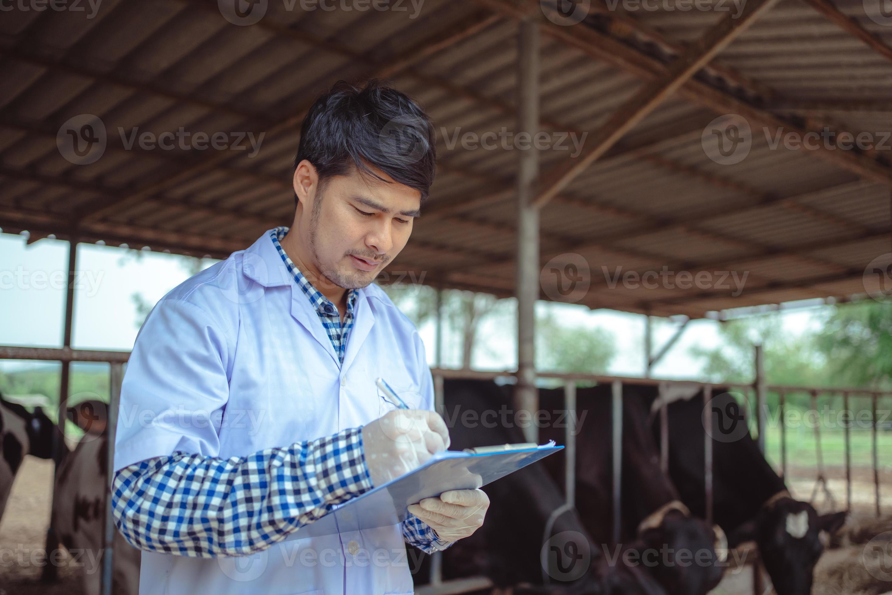 Veterinarian checking on his livestock and quality of milk in the dairy
