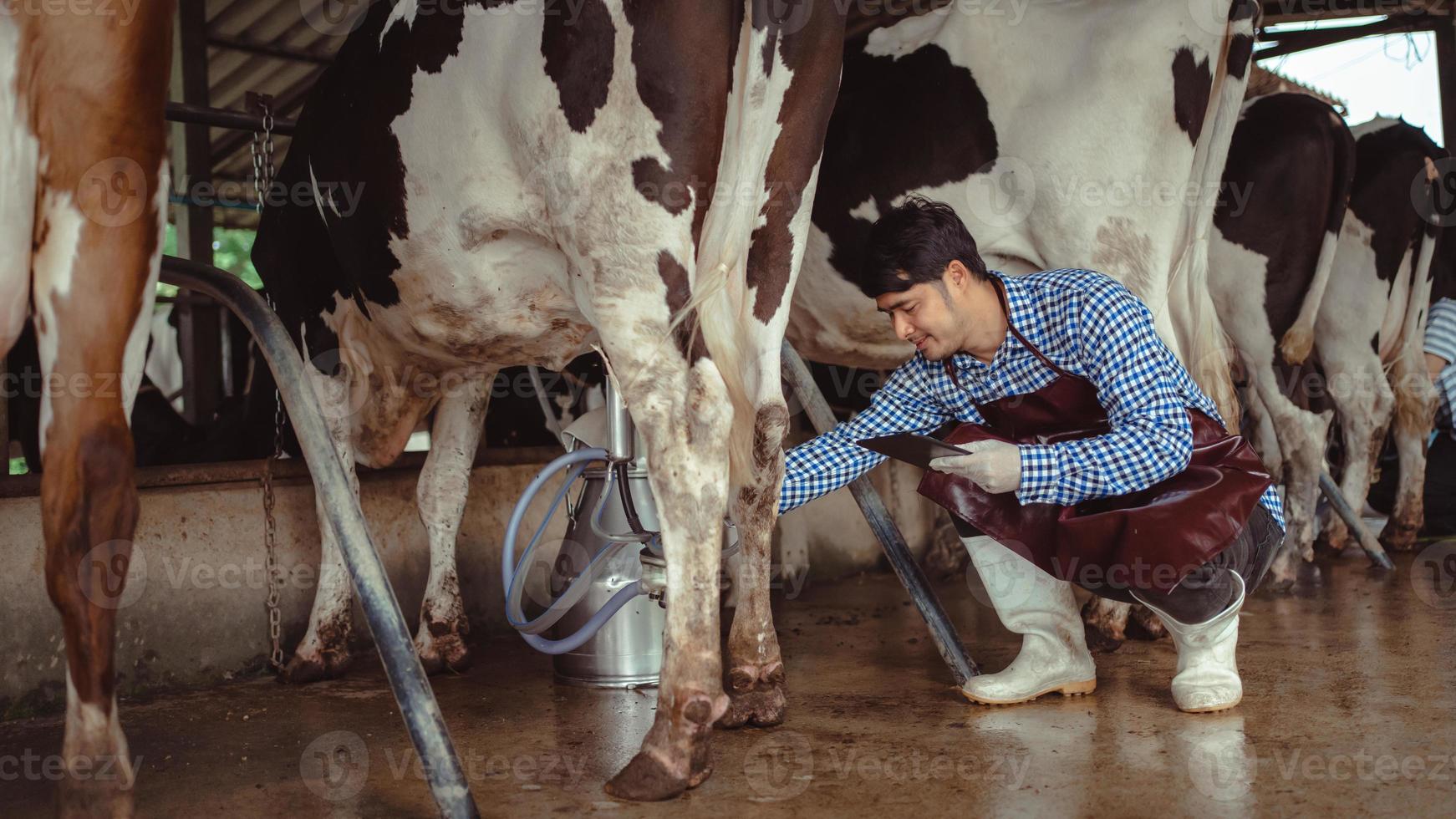 agricultor que usa tableta para controlar su ganado y la calidad de la leche en la granja lechera. industria agrícola, concepto de agricultura y ganadería, vaca en la granja lechera comiendo heno, establo. foto