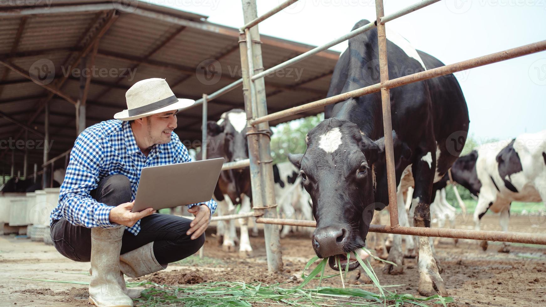 agricultor que usa una computadora portátil para controlar su ganado y la calidad de la leche en la granja lechera. Industria agrícola, agricultura y concepto de cría de animales, vaca en la granja lechera comiendo heno, establo. foto