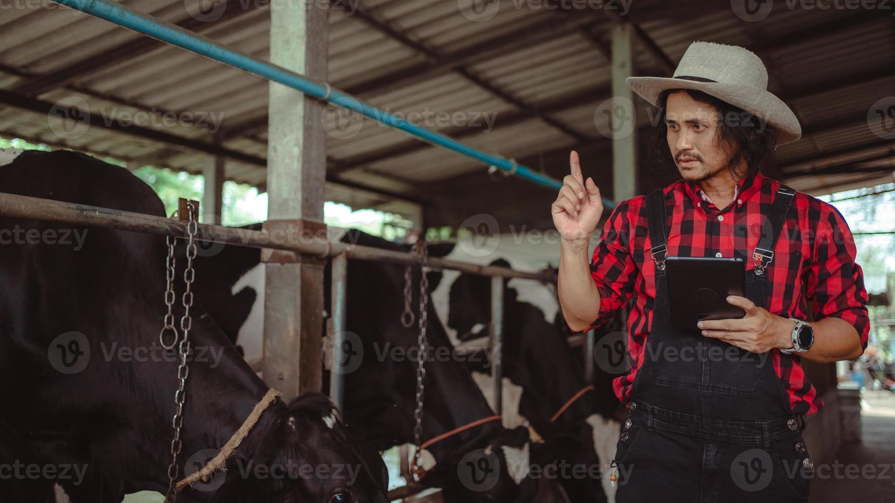 agricultor que usa tableta para controlar su ganado y la calidad de la leche en la granja lechera. industria agrícola, concepto de agricultura y ganadería, vaca en la granja lechera comiendo heno, establo. foto