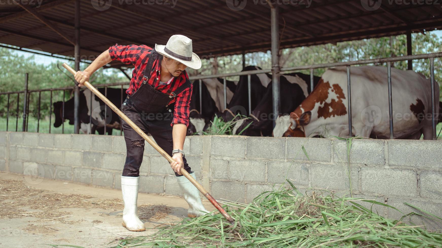 agricultor lanzando heno al ganado en el granero de la granja lechera. industria agrícola, concepto de agricultura y ganadería, vaca en la granja lechera comiendo heno. establo. foto