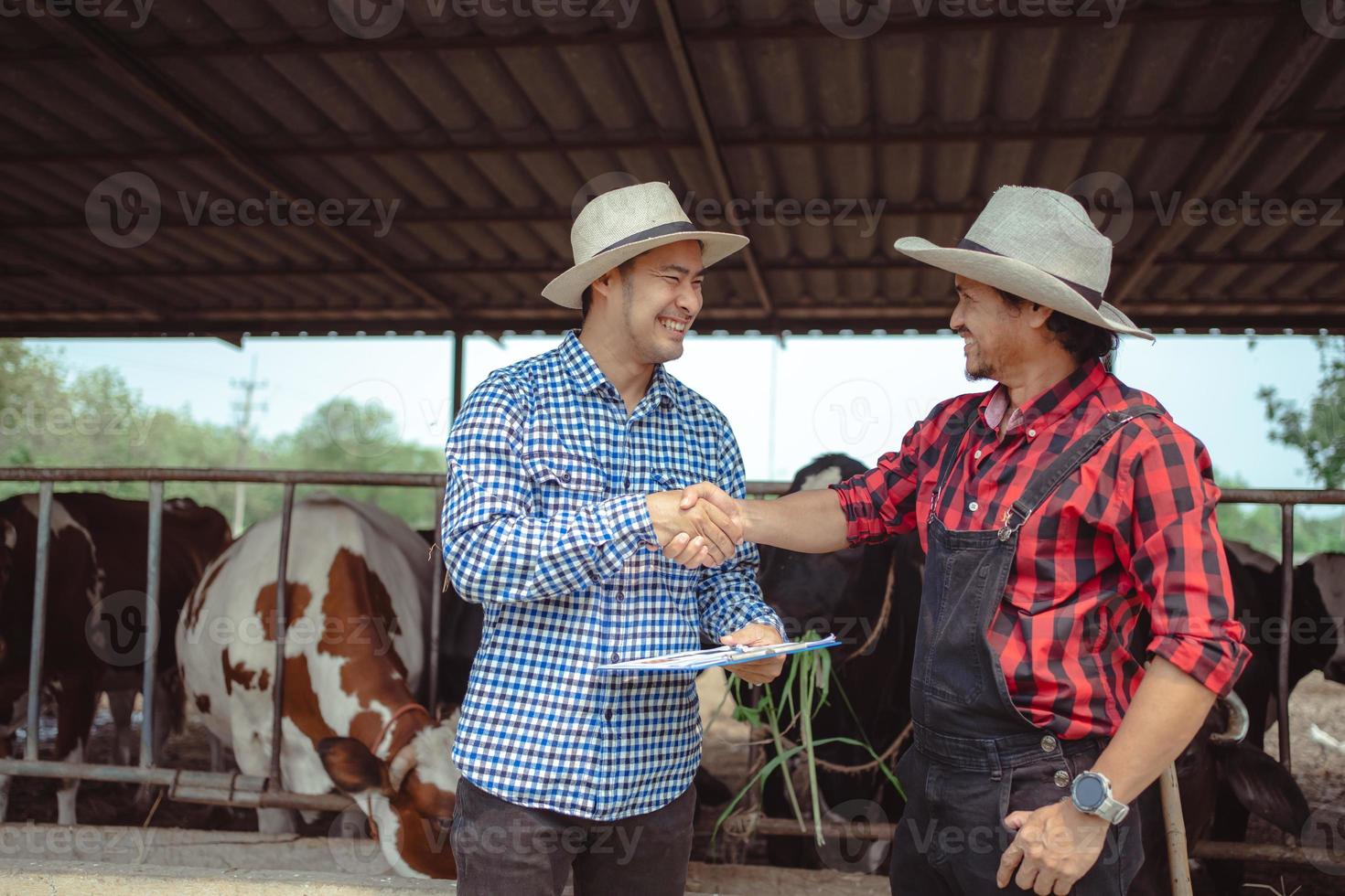 Farmer and worker shaking hands on the dairy farm,Agriculture industry, farming and animal husbandry concept ,Cow on dairy farm eating hay. Cowshed, small business photo