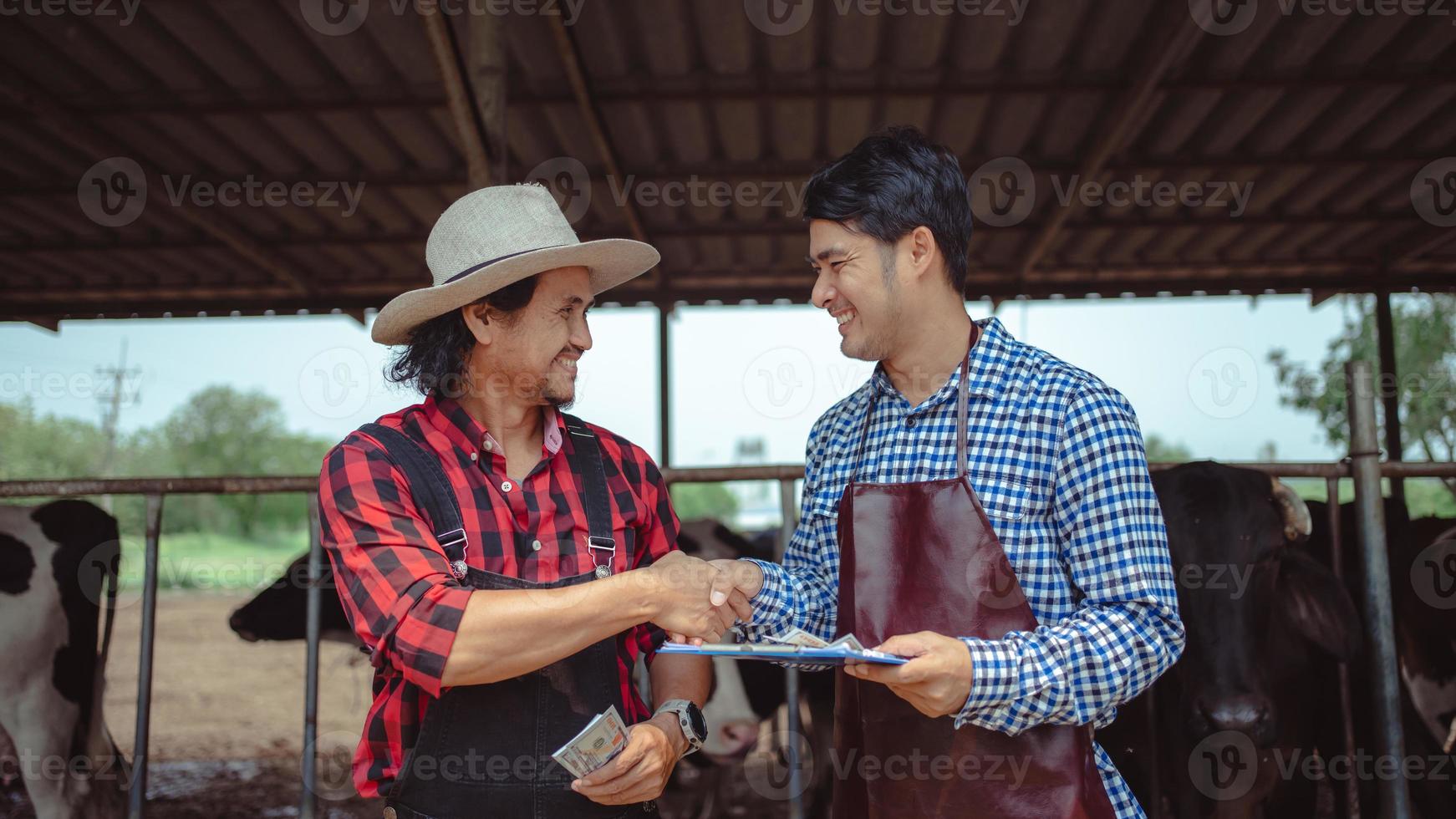 Farmer and worker shaking hands on the dairy farm,Agriculture industry,  farming and animal husbandry concept ,Cow on dairy farm eating hay.  Cowshed, small business 15230666 Stock Photo at Vecteezy