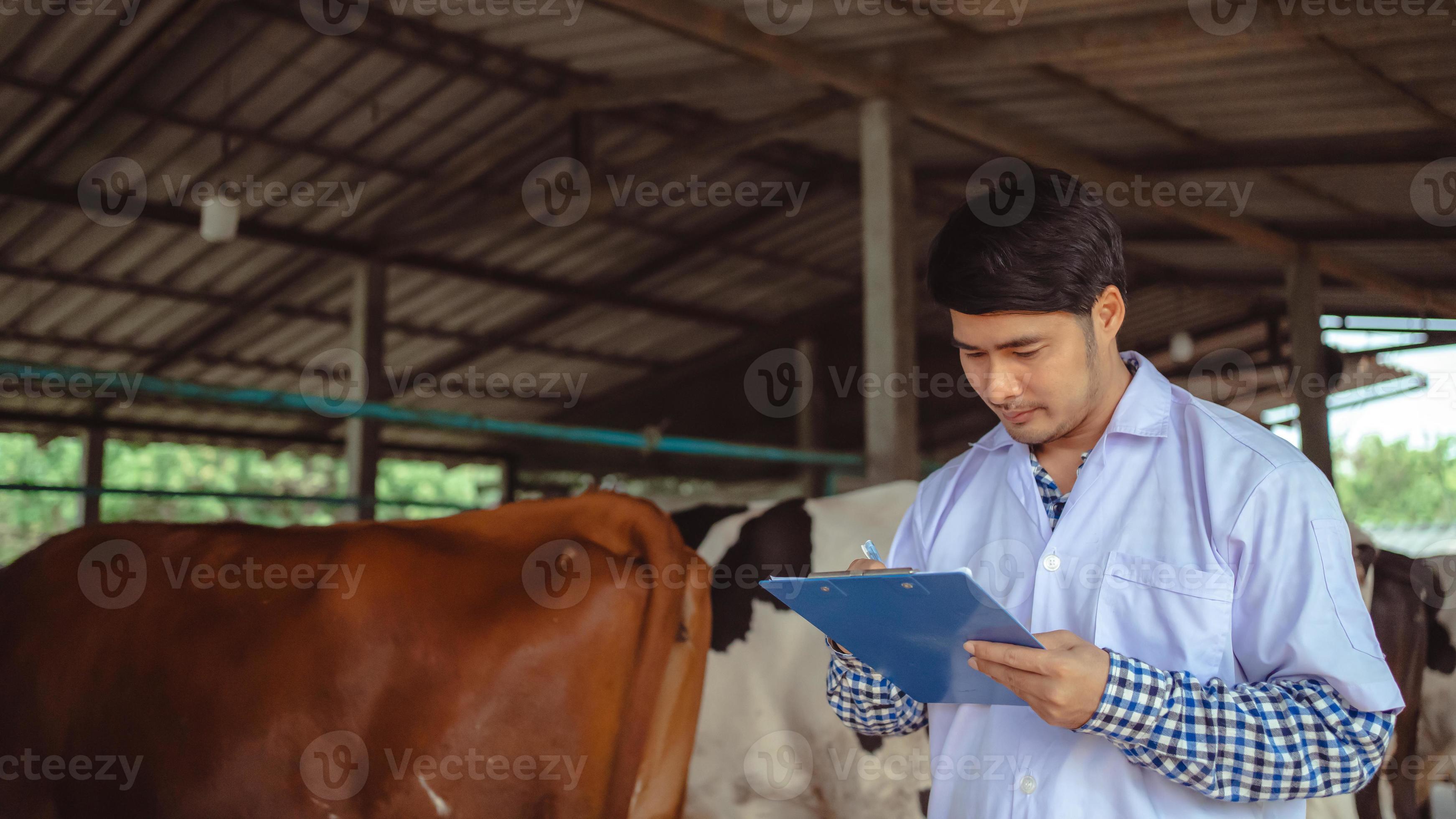 Veterinarian checking on his livestock and quality of milk in the dairy