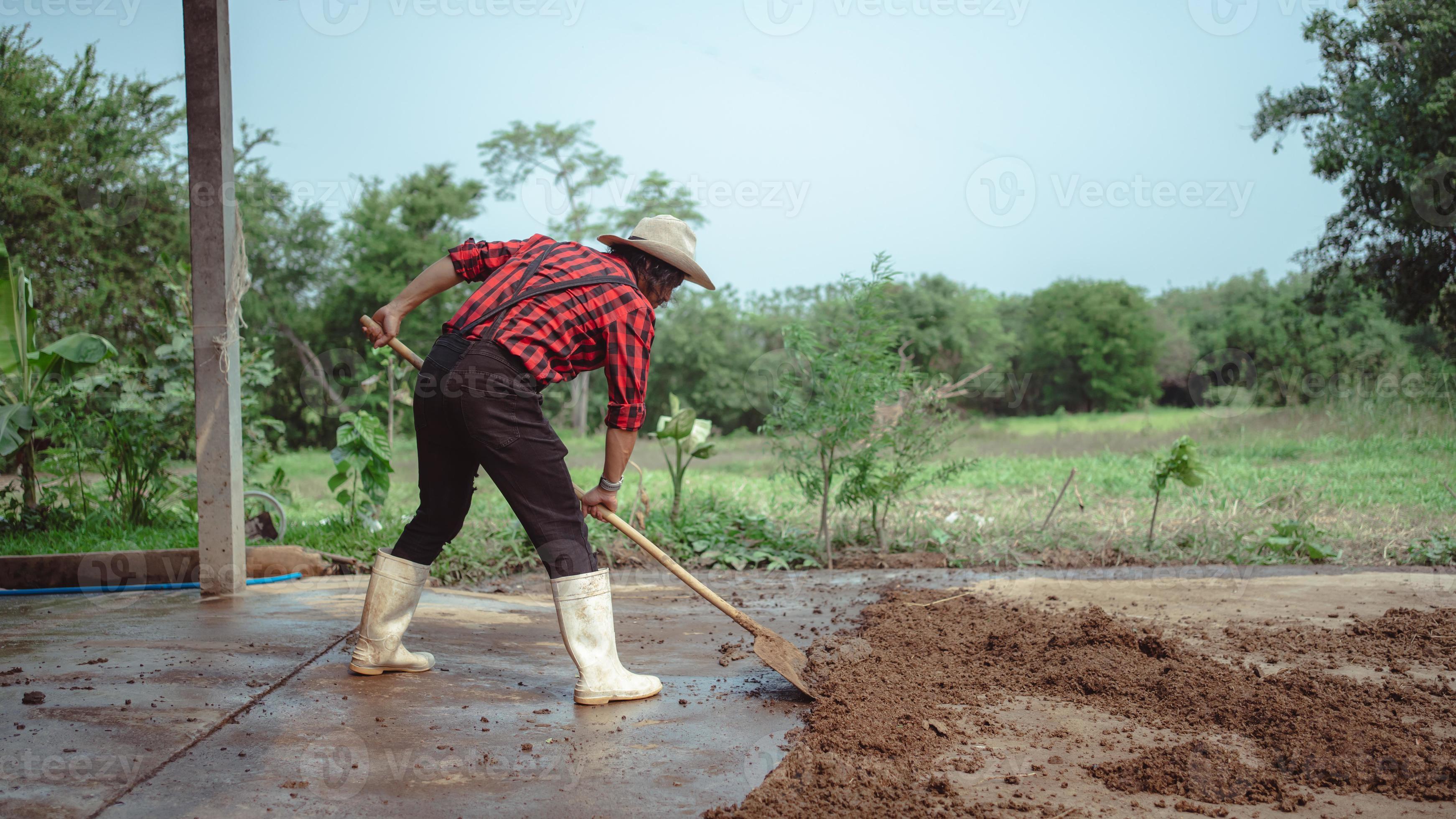 male farmer cleaning to the cattle in the barn at dairy farm