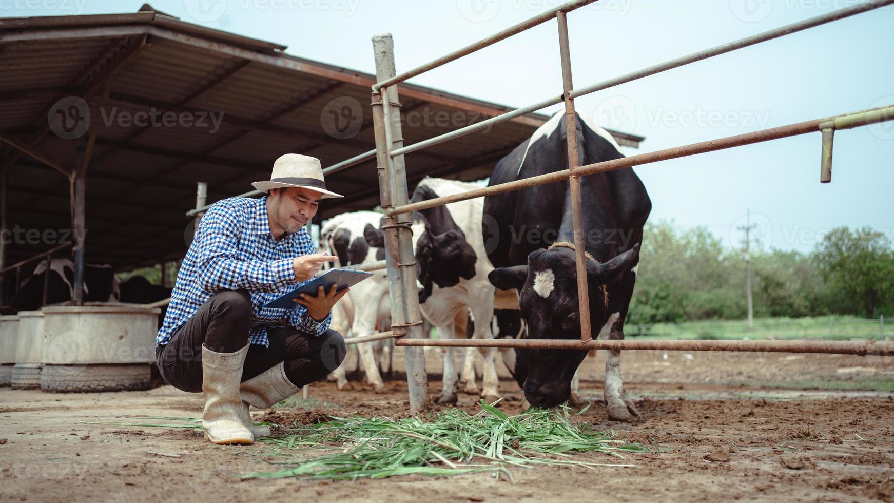 male farmer working and checking on his livestock in the dairy farm .Agriculture industry, farming and animal husbandry concept ,Cow on dairy farm eating hay. Cowshed. photo