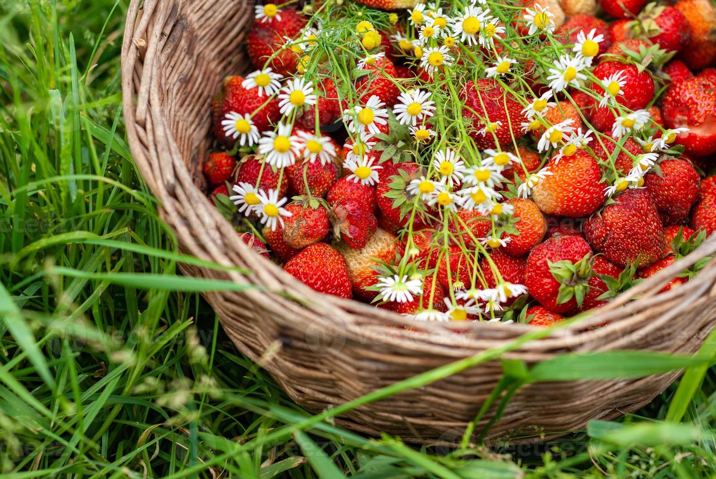 Chamomile bouquet in a basket with red ripe strawberries photo