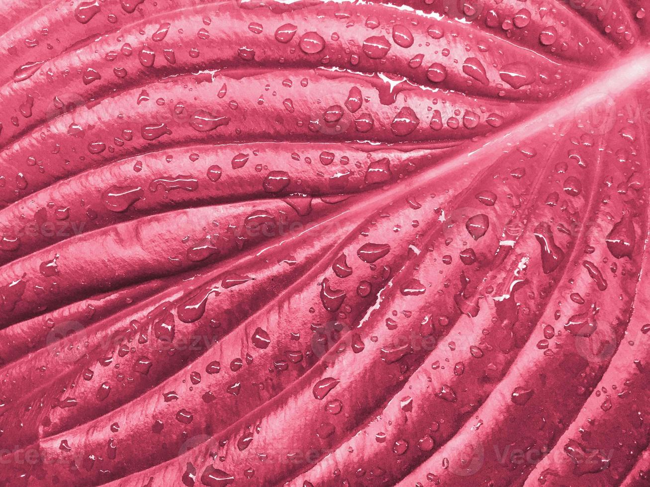 Raindrops on a large hosta leaf, close up. Viva Magenta, Pantone Color of the year 2023 photo