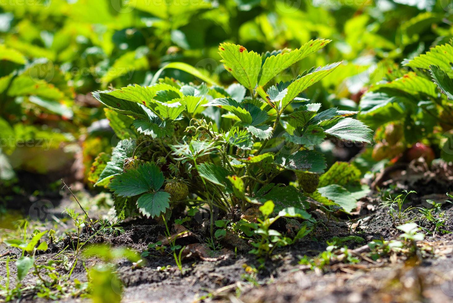 Strawberry bush in the garden bed. Environmentally Grown photo