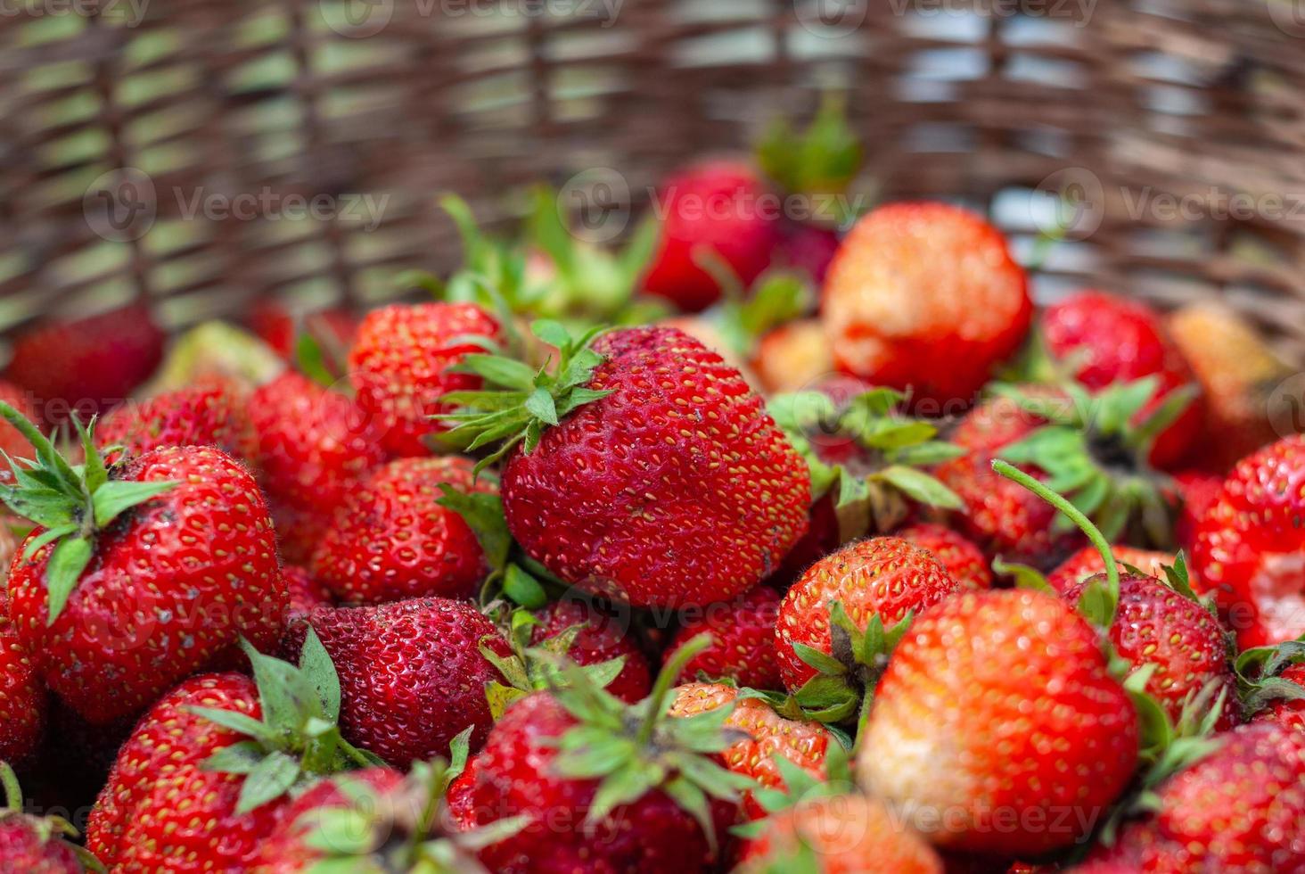 Harvested strawberries in a basket, close-up photo