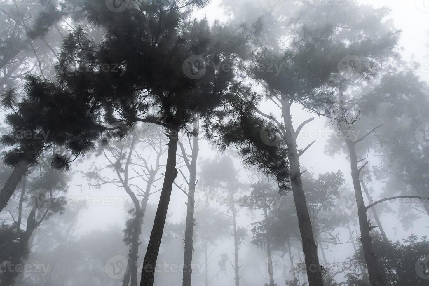 mountain landscape and tent  in the fog photo