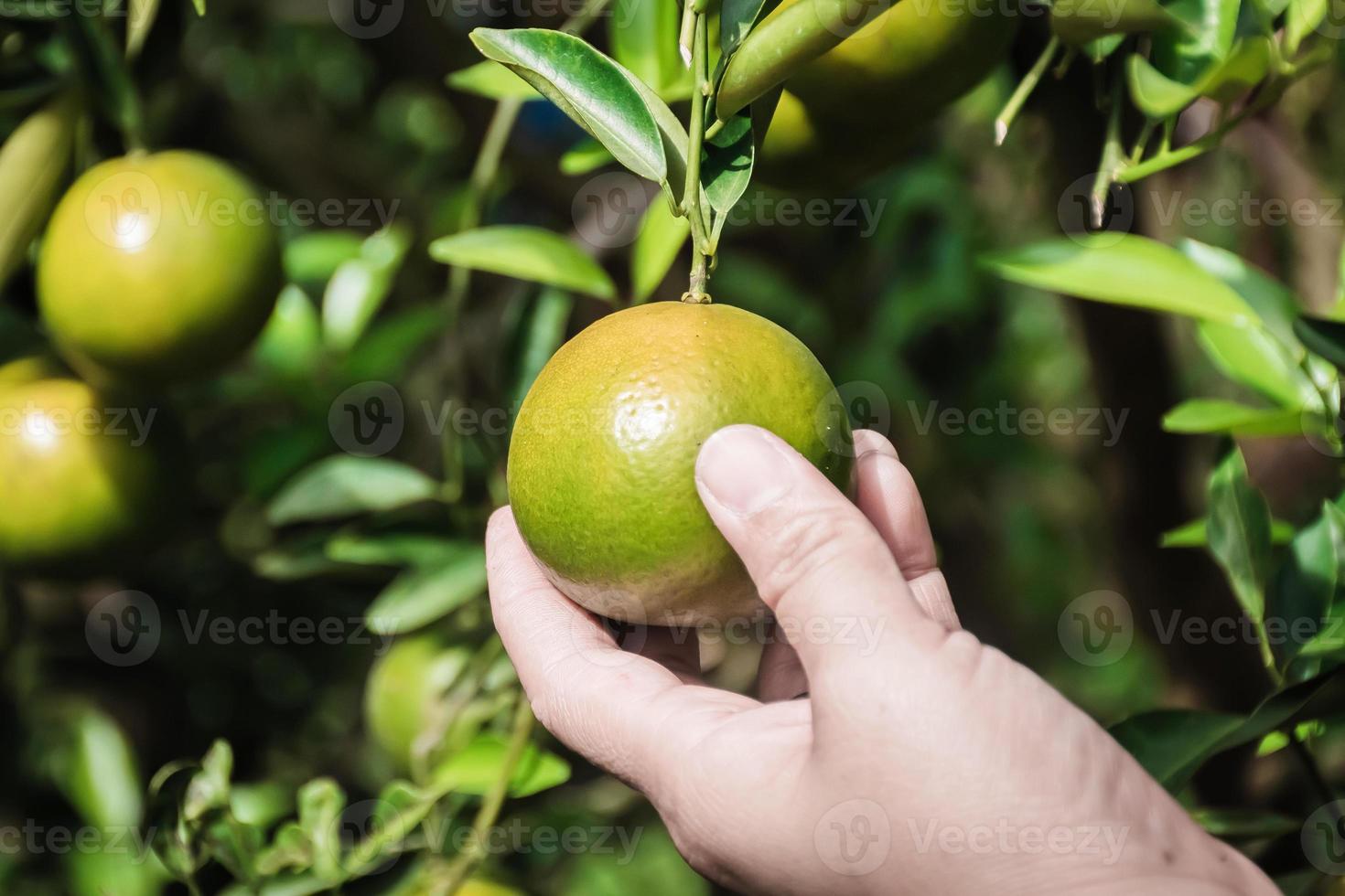 Primer plano de satsumas bang mot mandarina madurando en el árbol foto