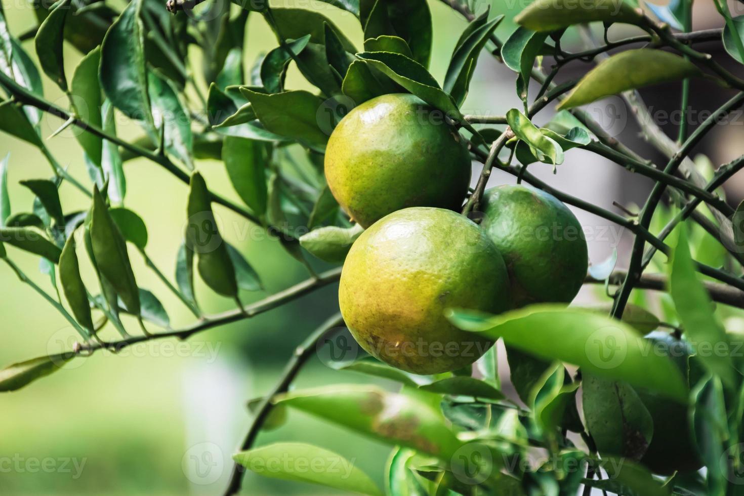 Primer plano de satsumas bang mot mandarina madurando en el árbol foto