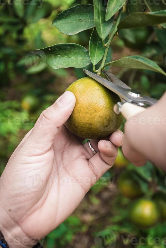 Primer plano de satsumas bang mot mandarina madurando en el árbol foto