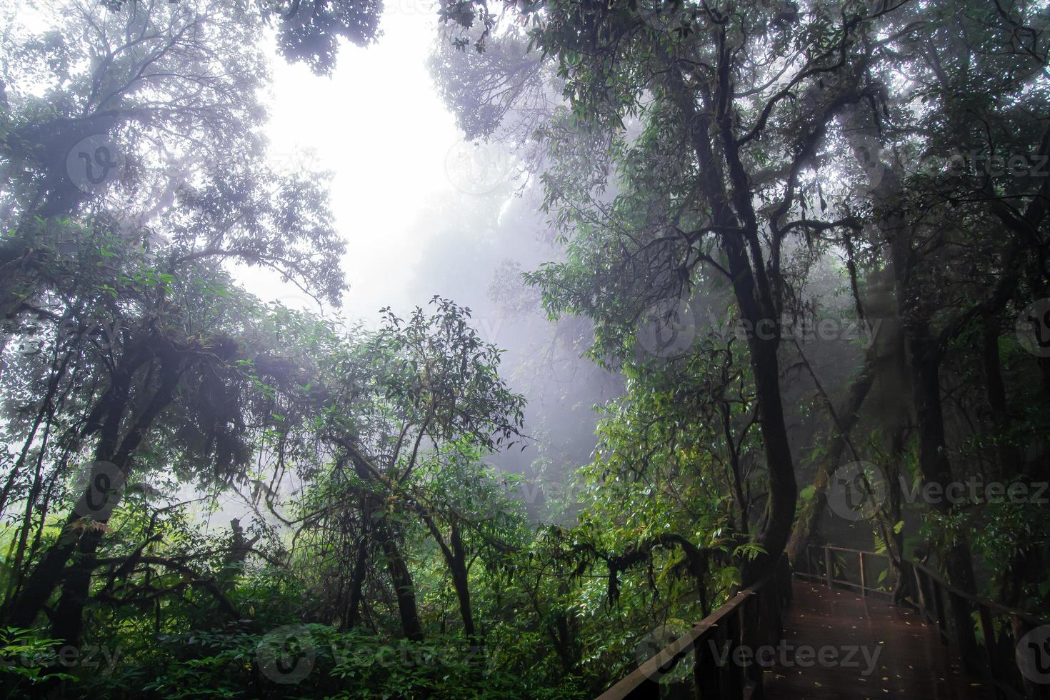 Beautiful rain forest at ang ka nature trail in doi inthanon national park, Thailand photo