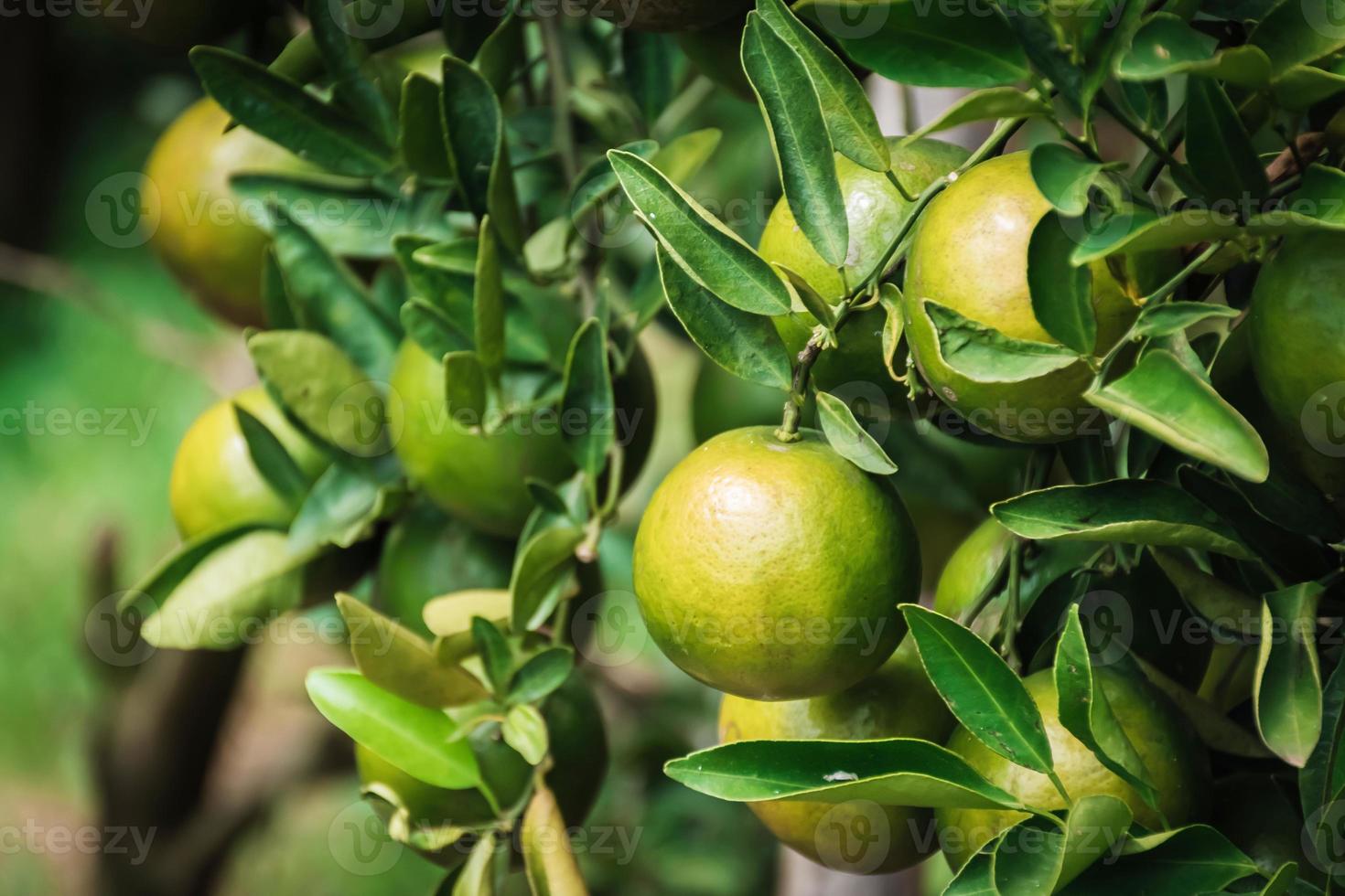 Primer plano de satsumas bang mot mandarina madurando en el árbol foto