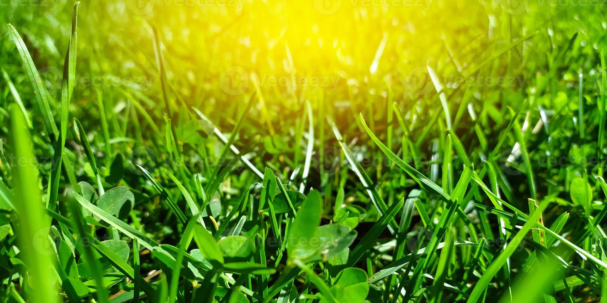 Green grass meadow background and texture. Green grass on the meadow field. photo