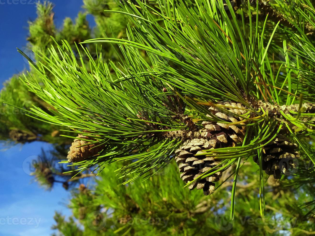 A tree with needles and cone. Mountain pine.Pine cone on a pine tree in a forest. photo