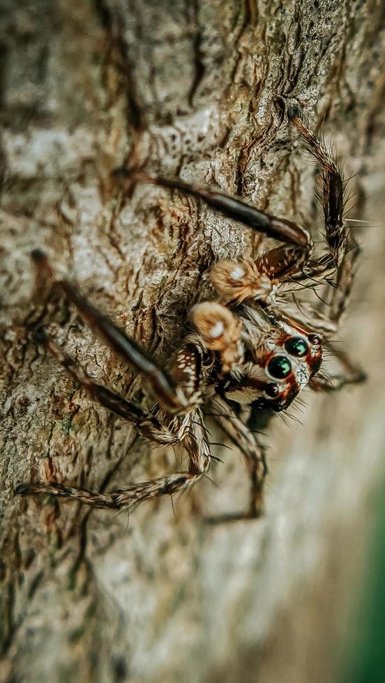 close up spider tarantula, on old wooden background. A small tarantula with wide eyes and a brown color that is almost the same as a log photo