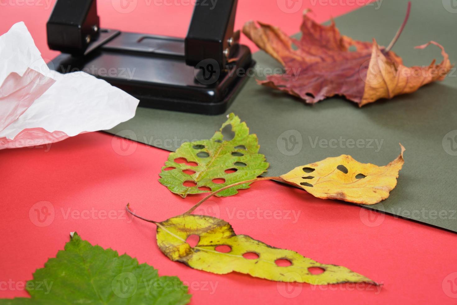 hole punch and leaves for making by hand confetti for the holiday, eco confetti from autumn and fresh leaves photo