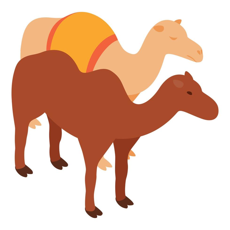 vector isométrico del icono del animal del desierto. Dos iconos de camellos árabes diferentes de pie