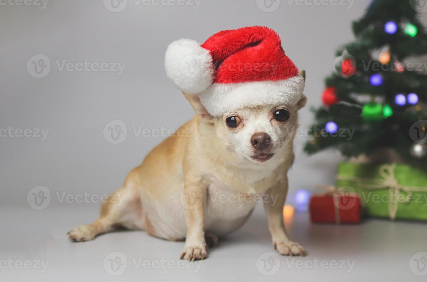 brown short hair chihuahua dog wearing red Santa Christmas hat  sitting on white background with Christmas tree and red and green gift box. photo