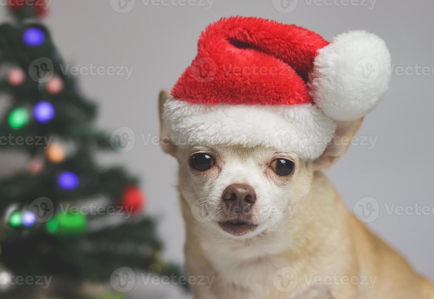 brown short hair chihuahua dog wearing red Santa Christmas hat  sitting on white background with Christmas tree and red and green gift box. photo