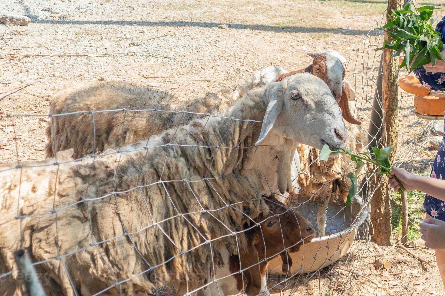 feeding sheeps with fresh green grass in farm photo