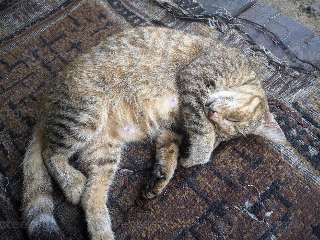 close up of cat taking a nap photo
