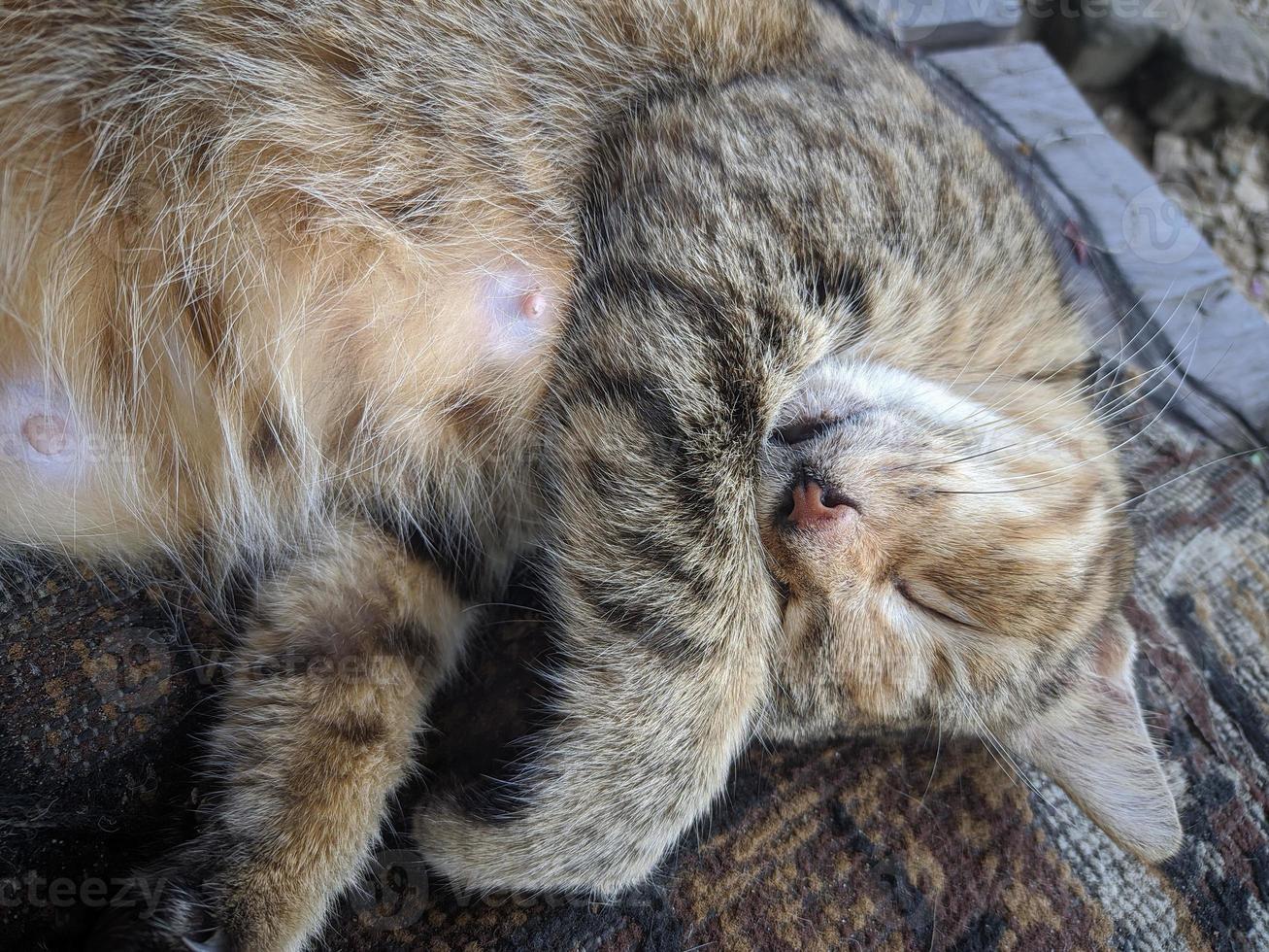 close up of cat taking a nap photo