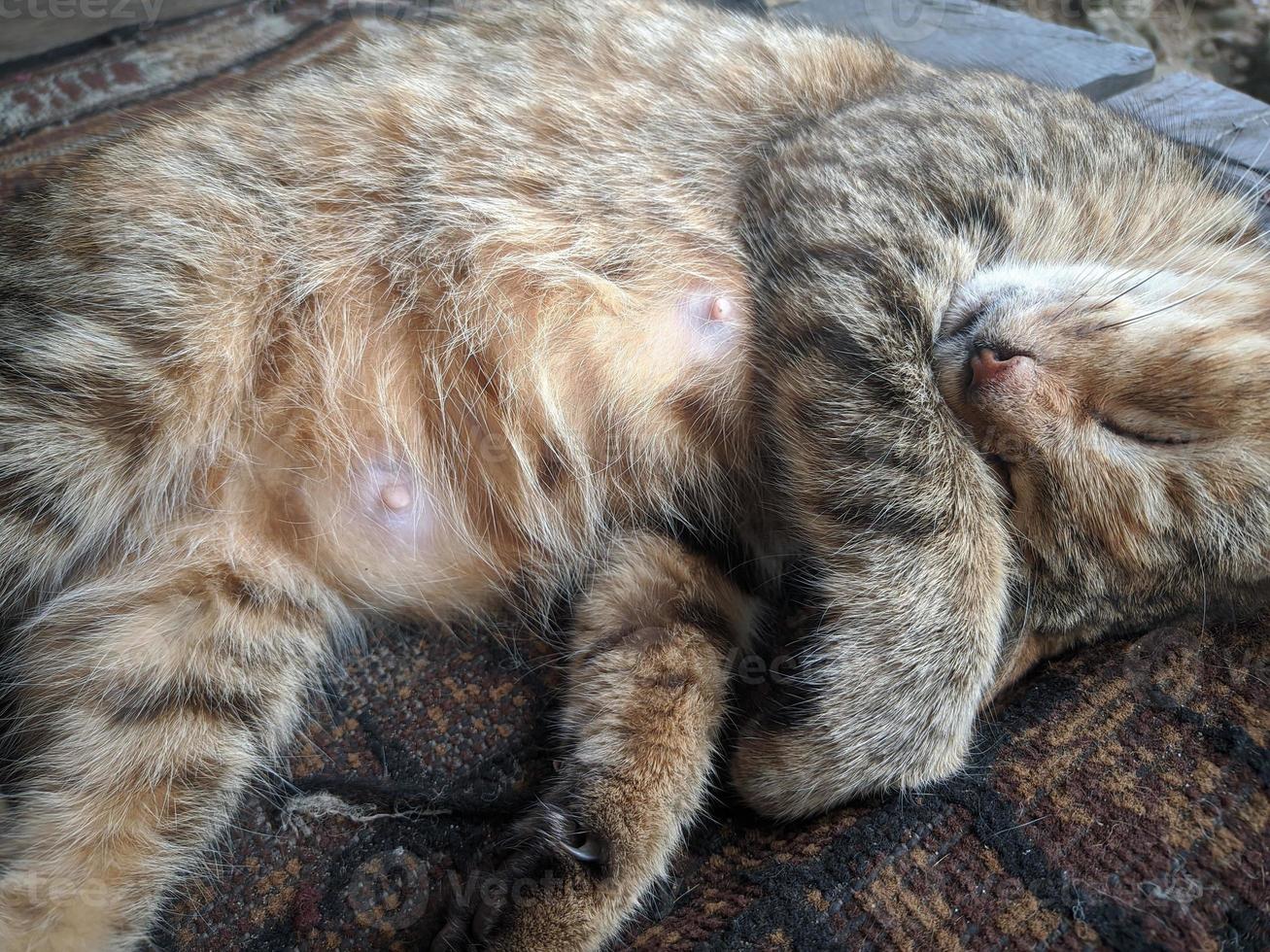 close up of cat taking a nap photo