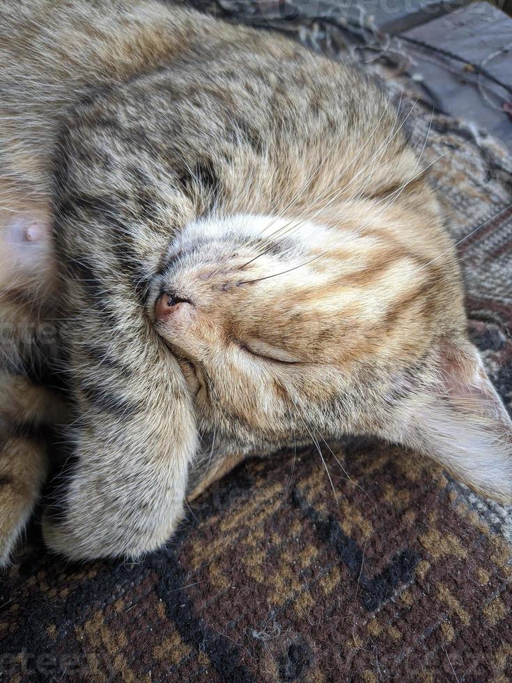 close up of cat taking a nap photo