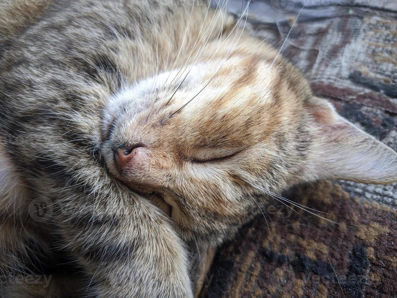 close up of cat taking a nap photo