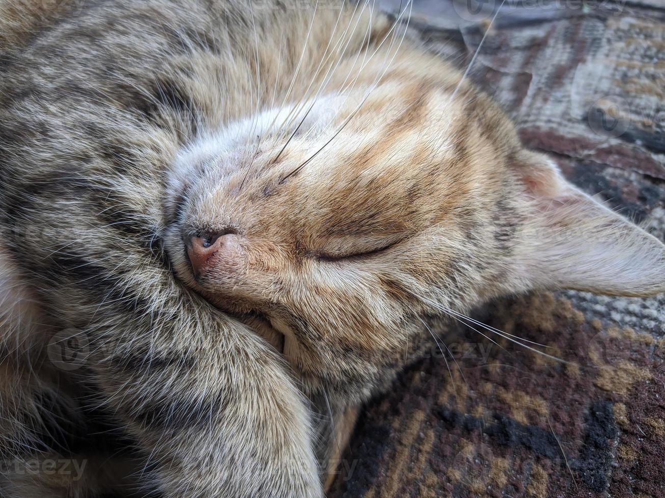 close up of cat taking a nap photo