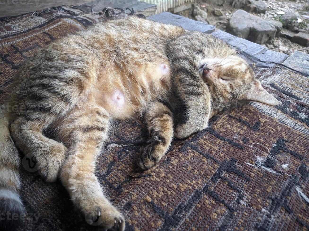 close up of cat taking a nap photo