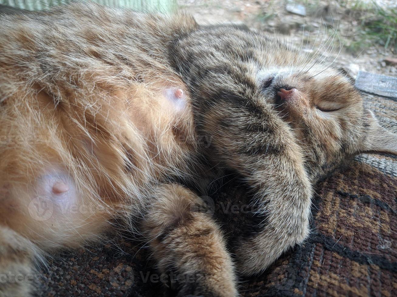 close up of cat taking a nap photo