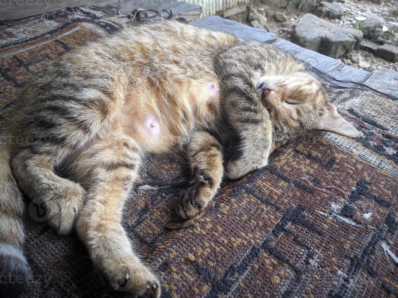 close up of cat taking a nap photo