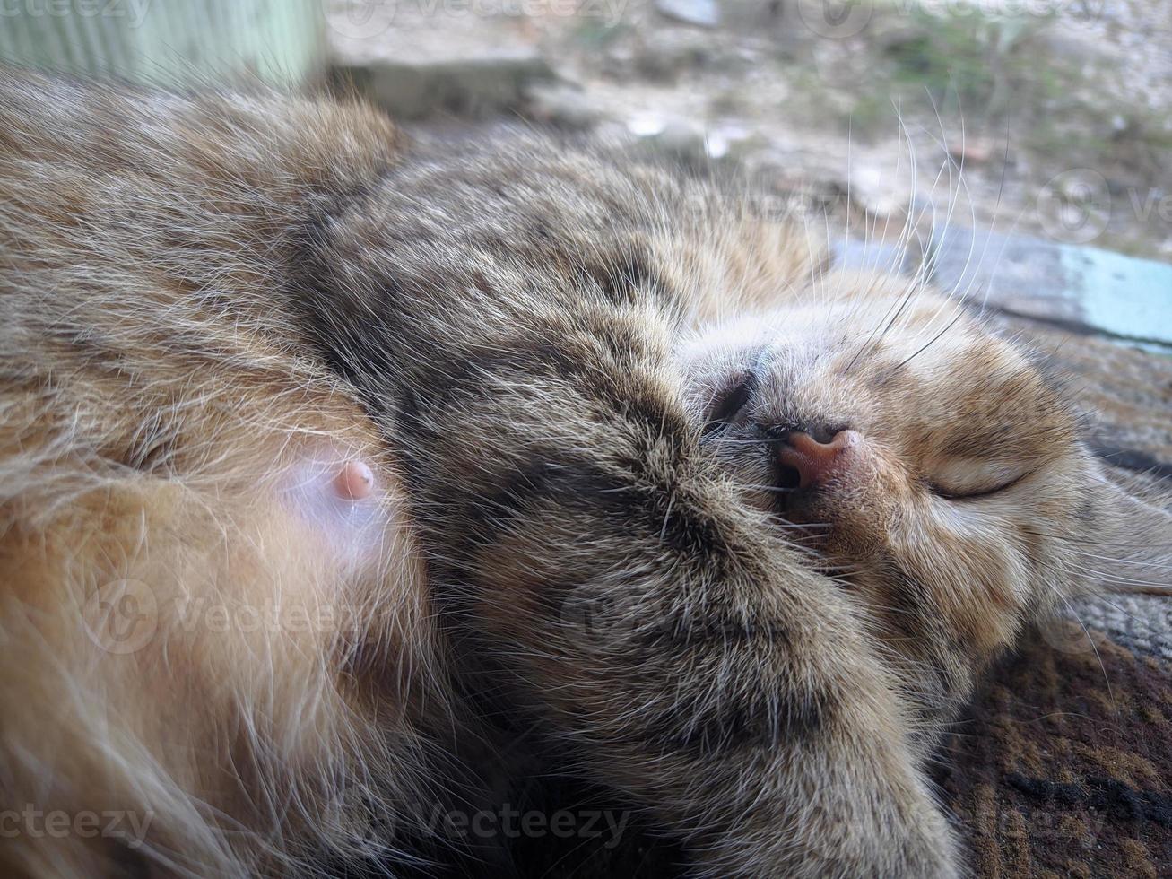 close up of cat taking a nap photo