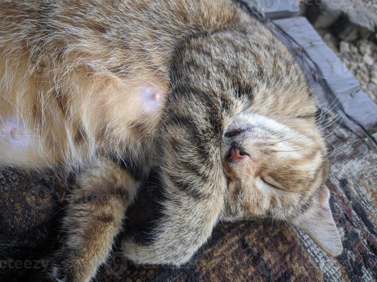close up of cat taking a nap photo