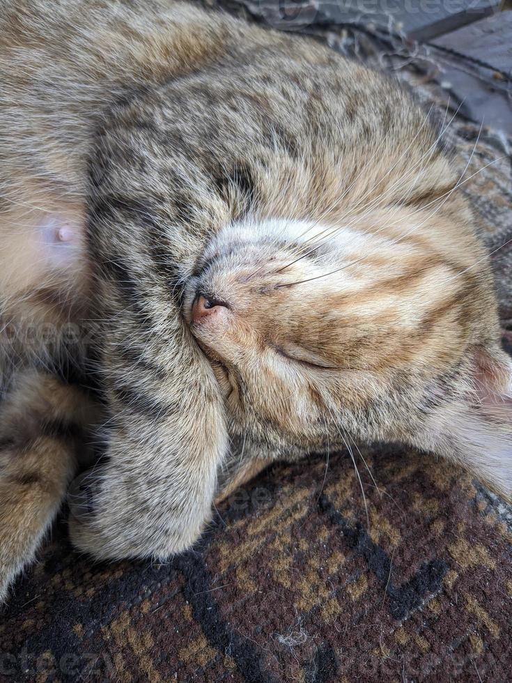 close up of cat taking a nap photo