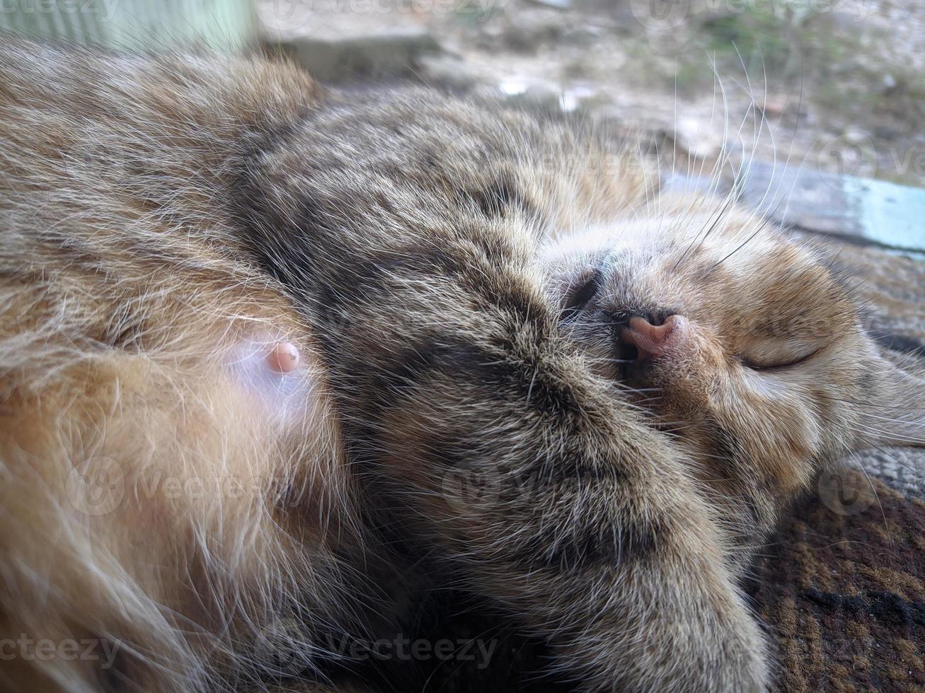 close up of cat taking a nap photo
