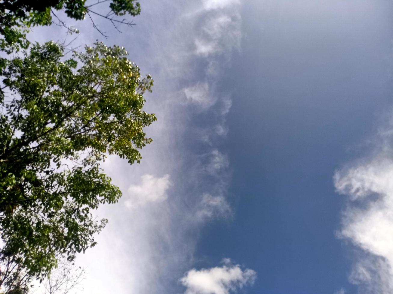 hermosa vista cielo azul claro y muchos árboles verdes naturales foto