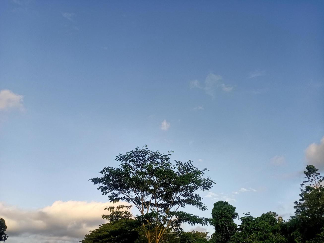 hermosa vista cielo azul claro y muchos árboles verdes naturales foto