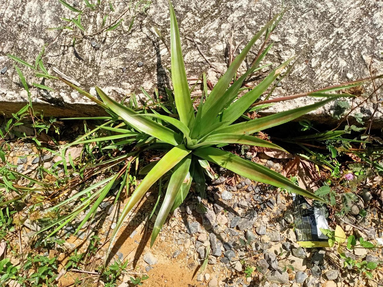 plantas verdes de la naturaleza foto