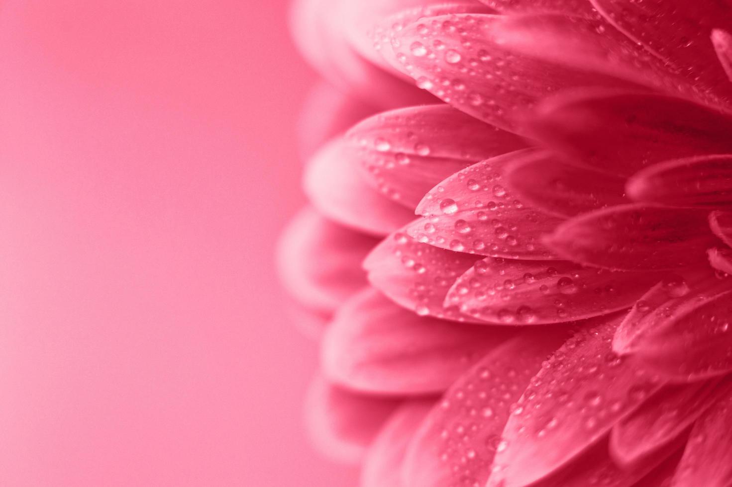 viva magenta Gerbera flower petals with drops of water, macro on flower, beautiful abstract background photo