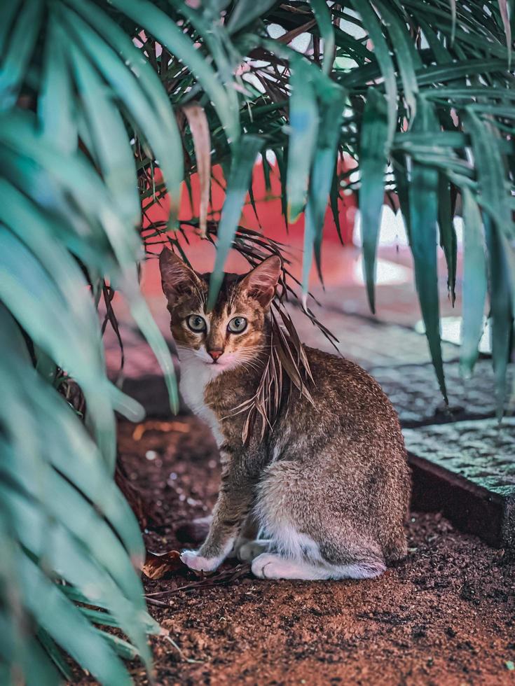 gato sentado debajo de un arbusto foto