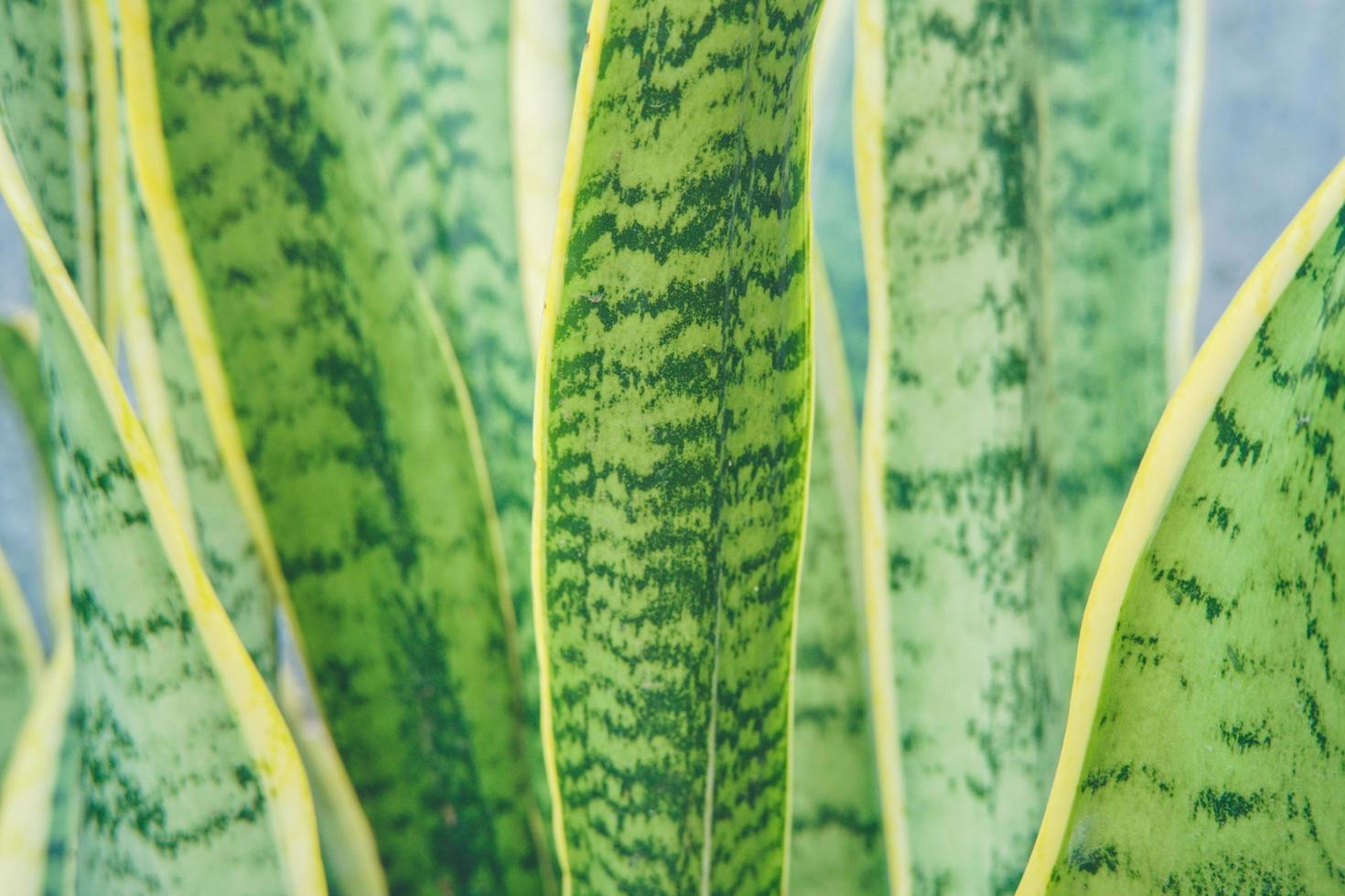 hoja verde sansevieria trifasciata, planta de casa ornamental foto